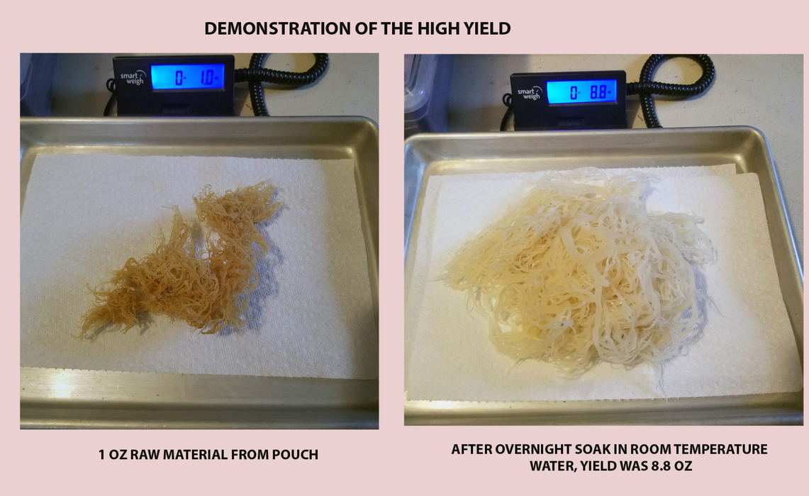 SEA MOSS - Wildcrafted, Dried, Hi-Yield (6 Oz resealable pouch, Product of Grenada)